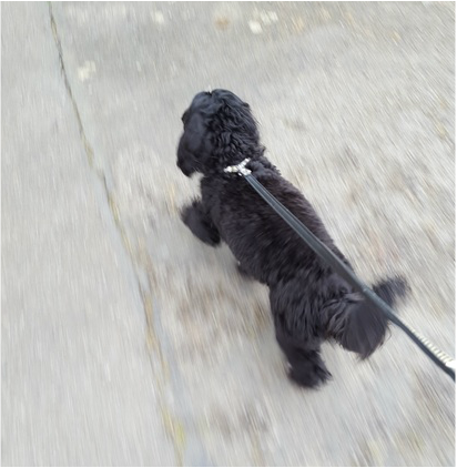 Bella on her dog walk